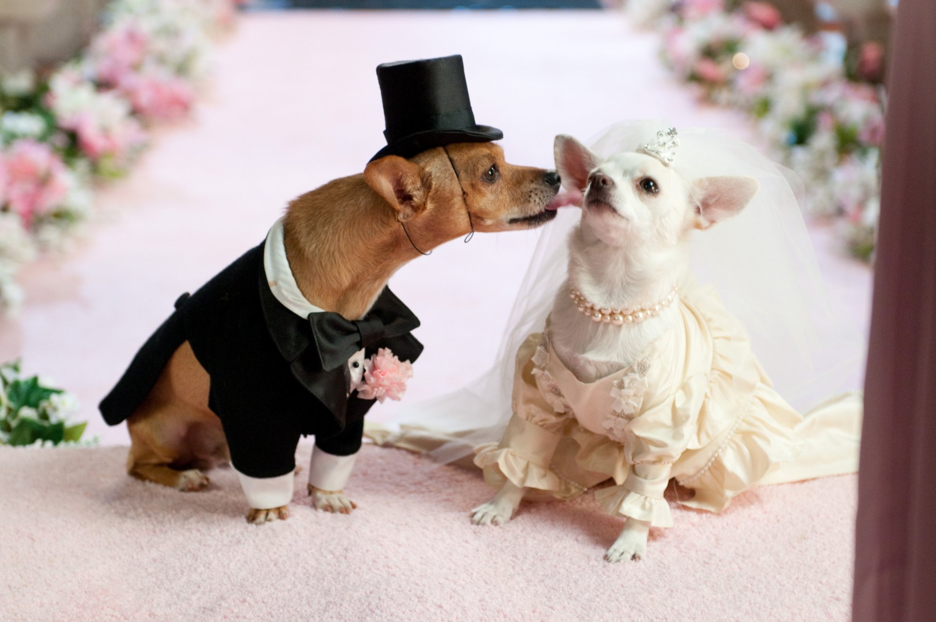 mariage chiens amour