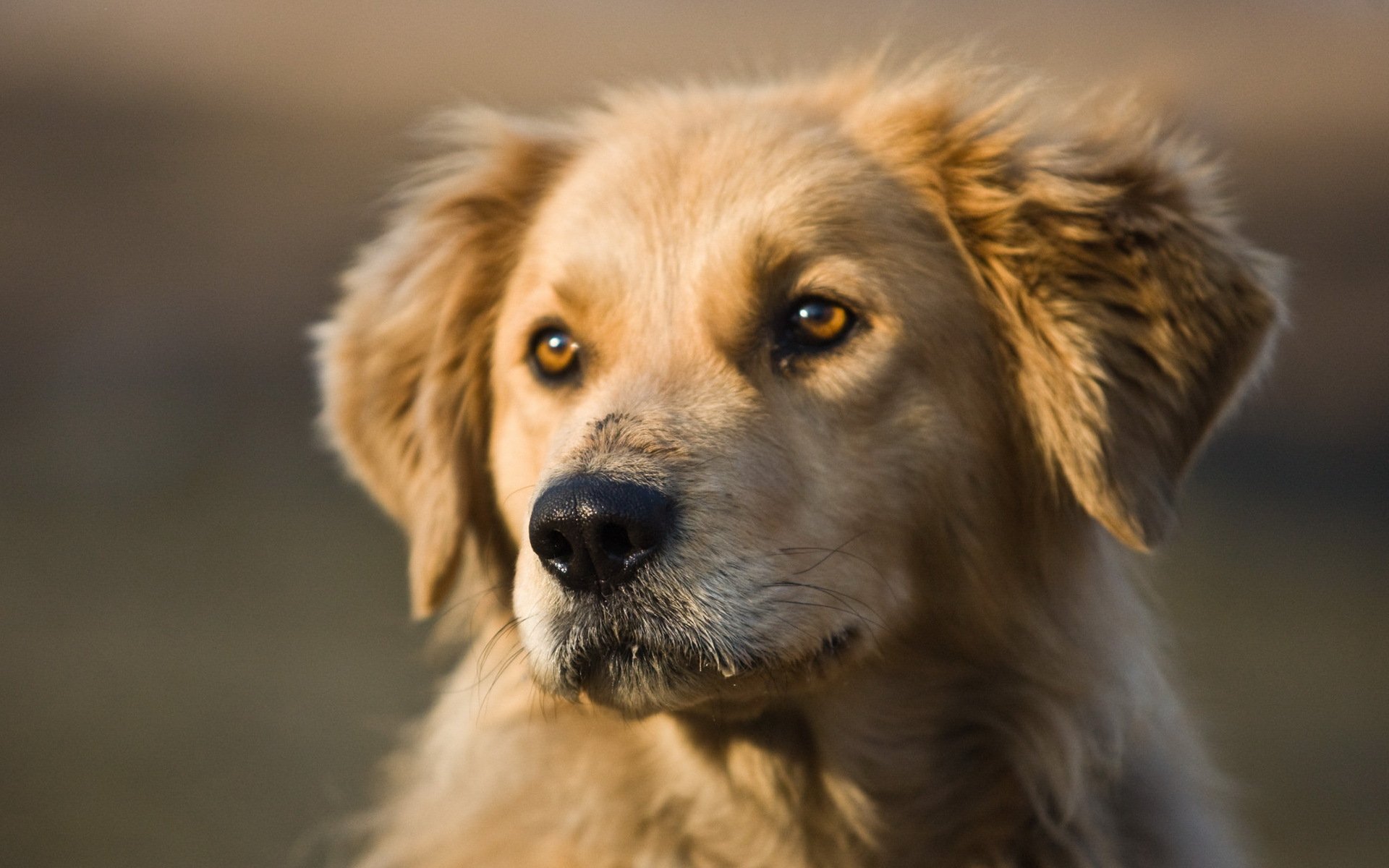 hund freund blick