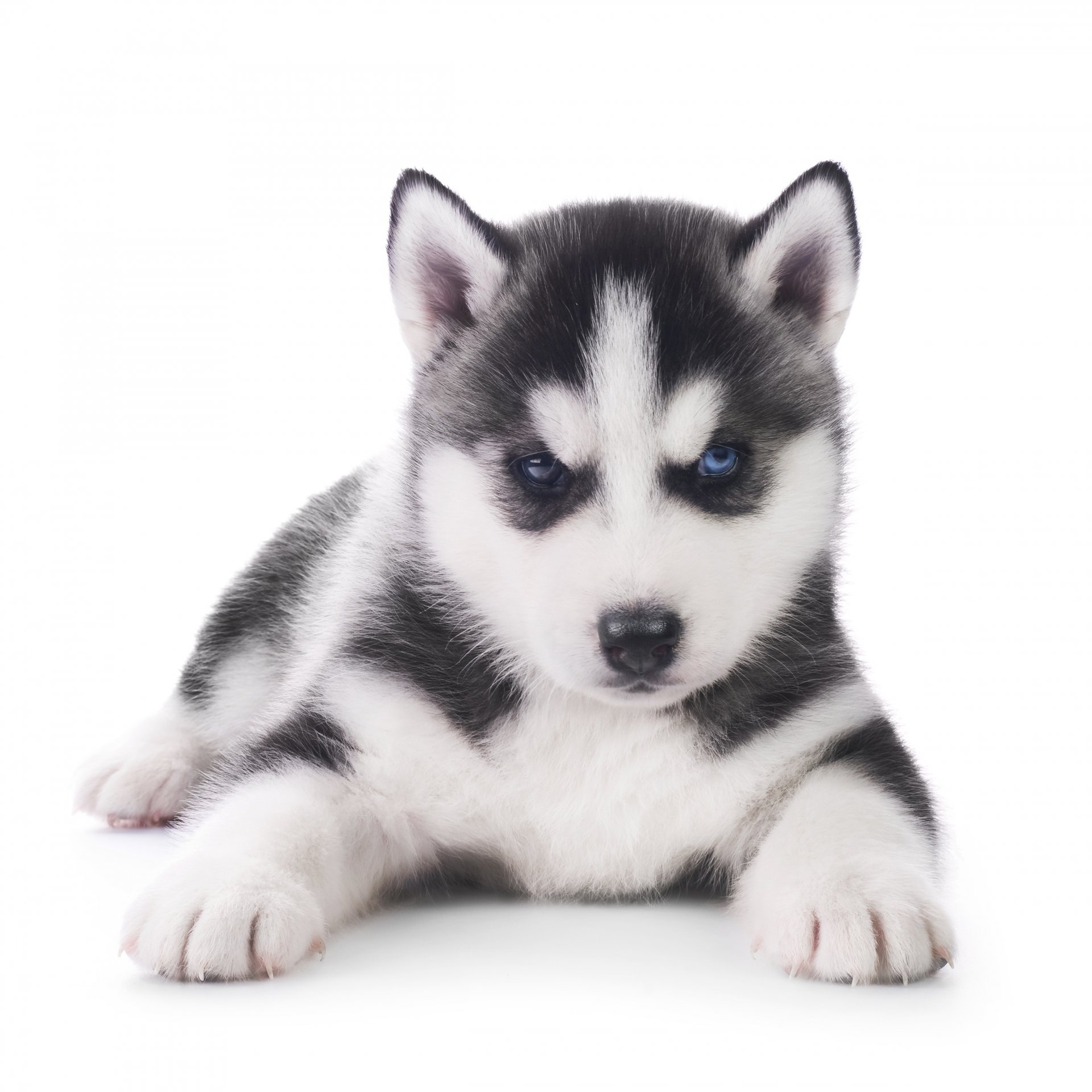 husky chiot chien