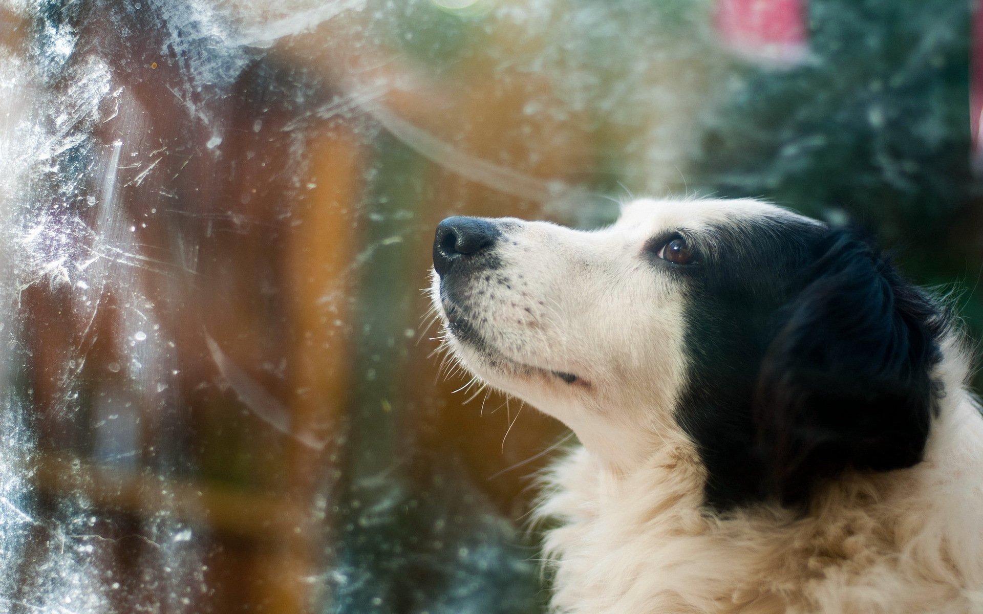 hund freund hintergrund