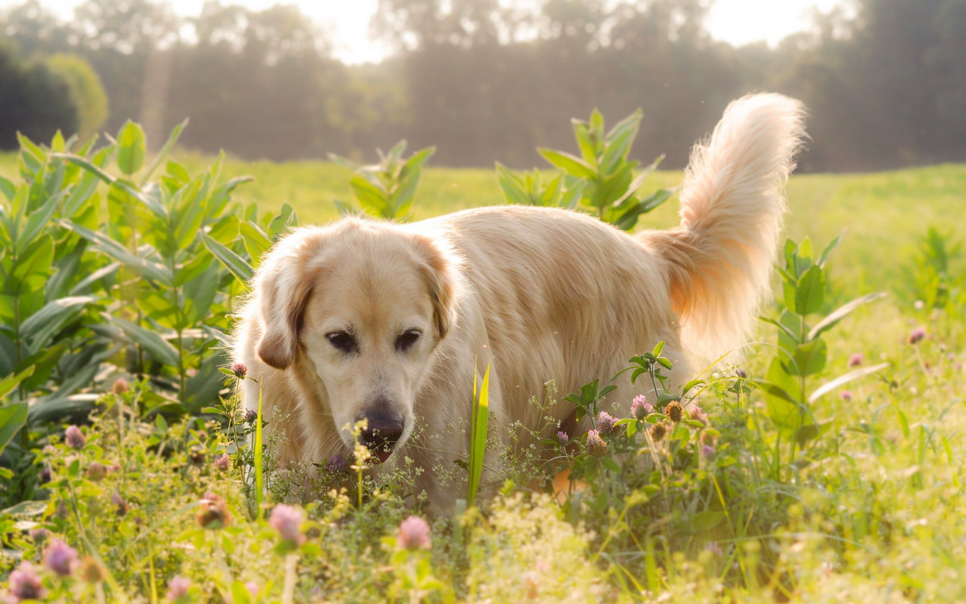 dog labrador the field flower light