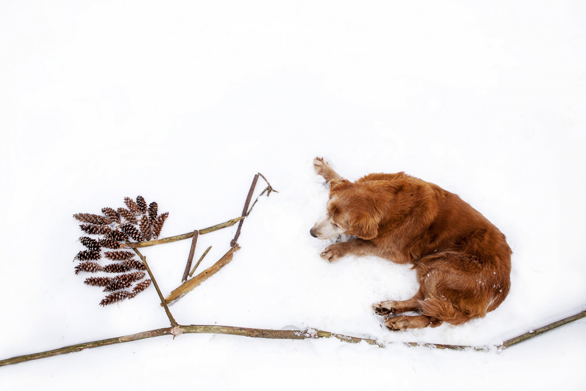 retriever doré chien se trouve hiver neige cônes bâtons branches nature