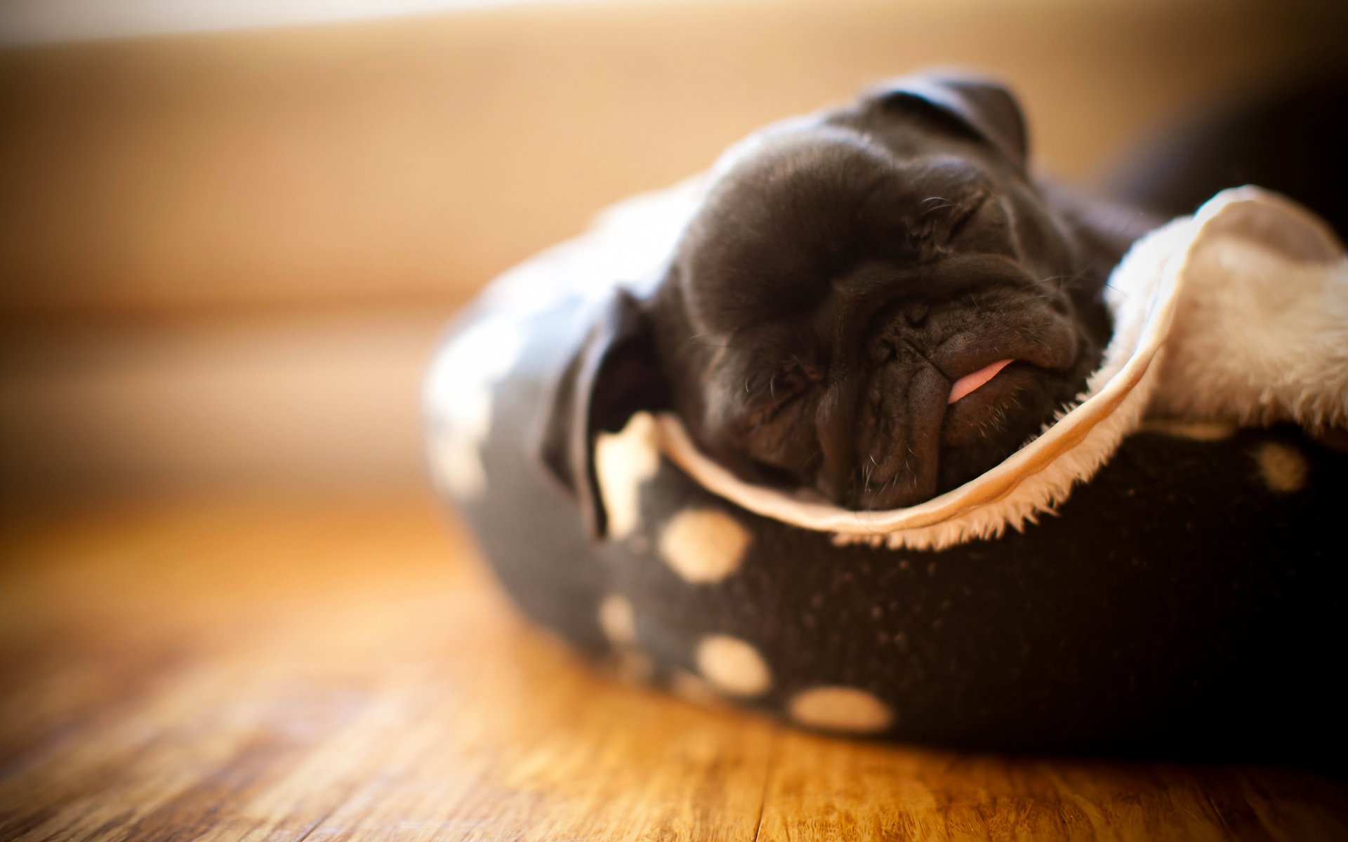 pug cucciolo lingua dormire cane maisy