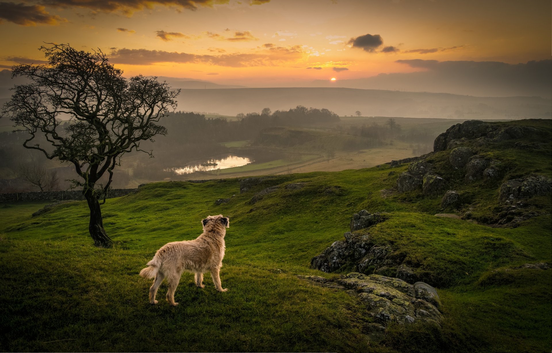 dog contemplation sunset lake grass tree orange sky