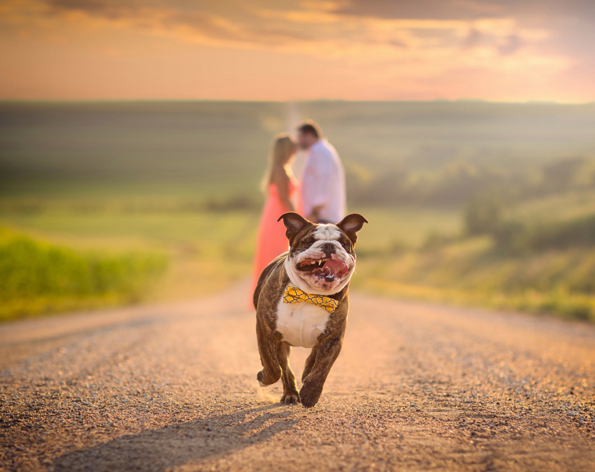 bulldog correr carretera pareja