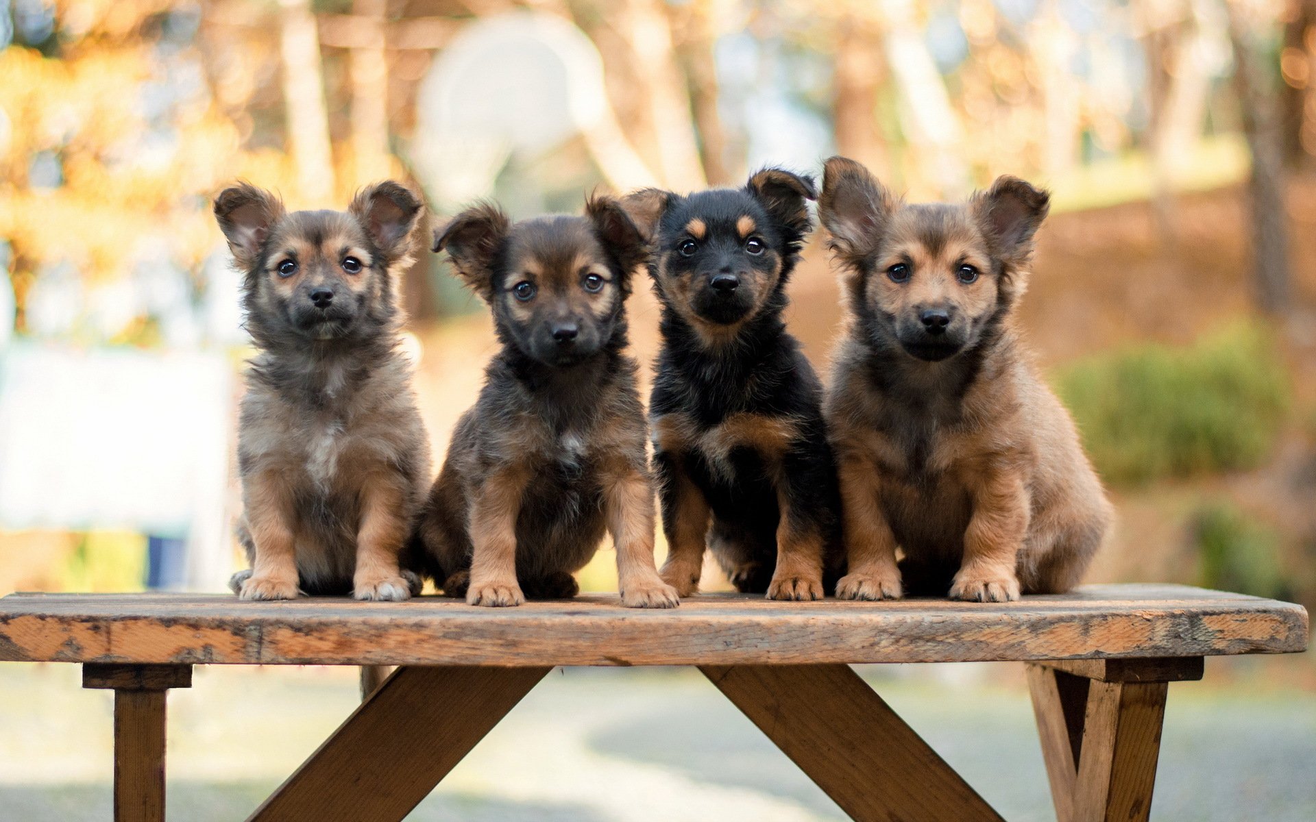 dogs puppies bench