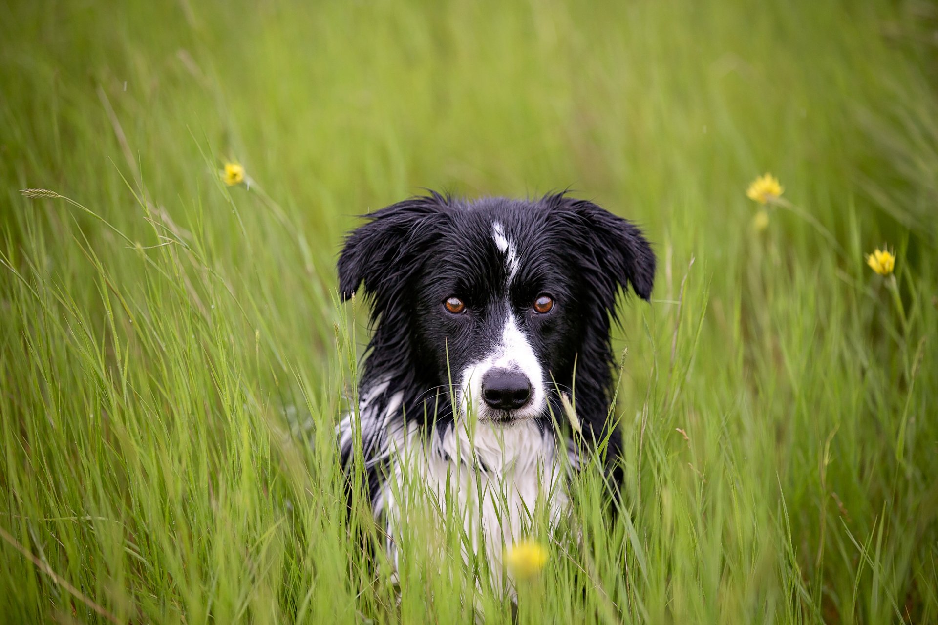 amico sguardo erba cane