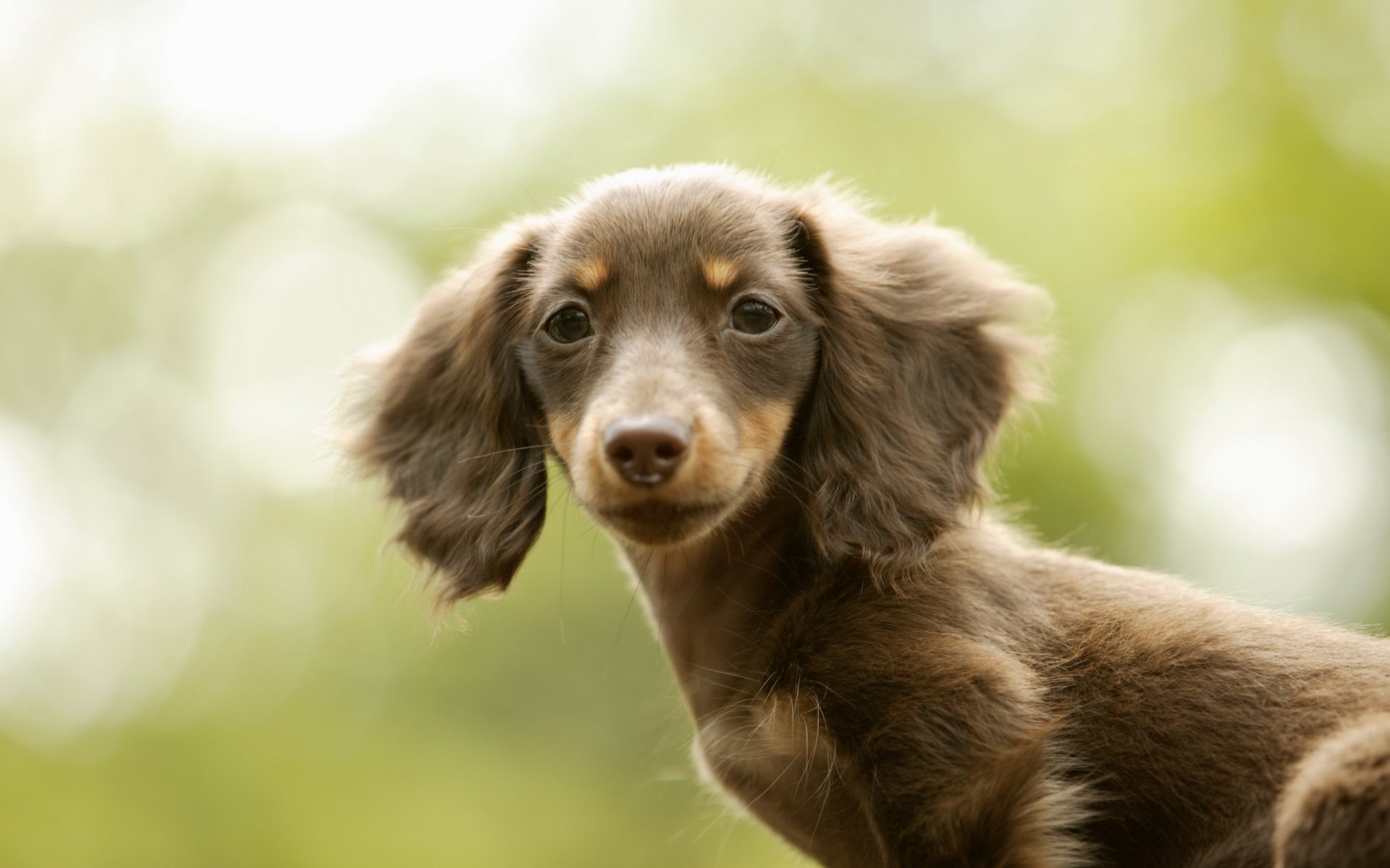 chien ami beauté