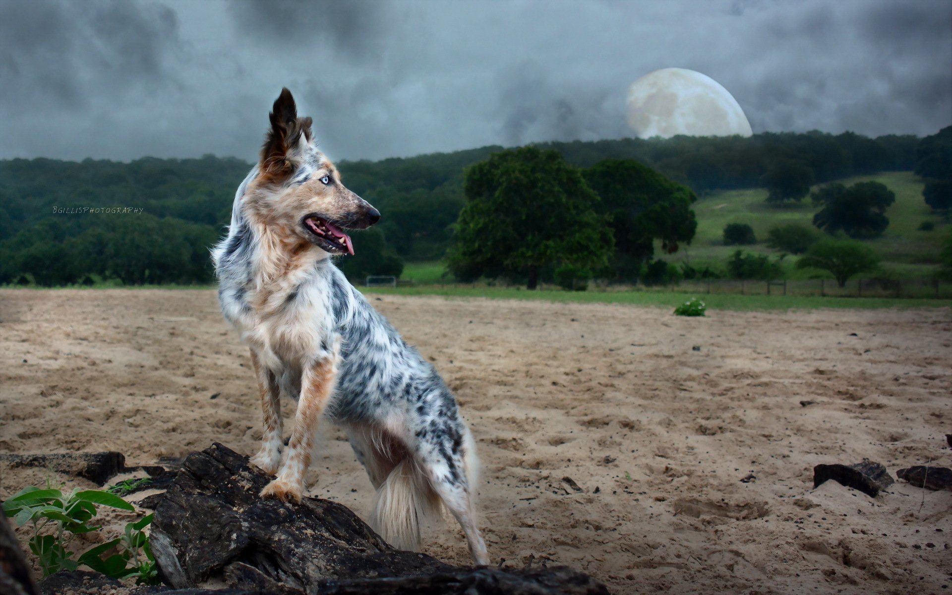 hund natur hintergrund