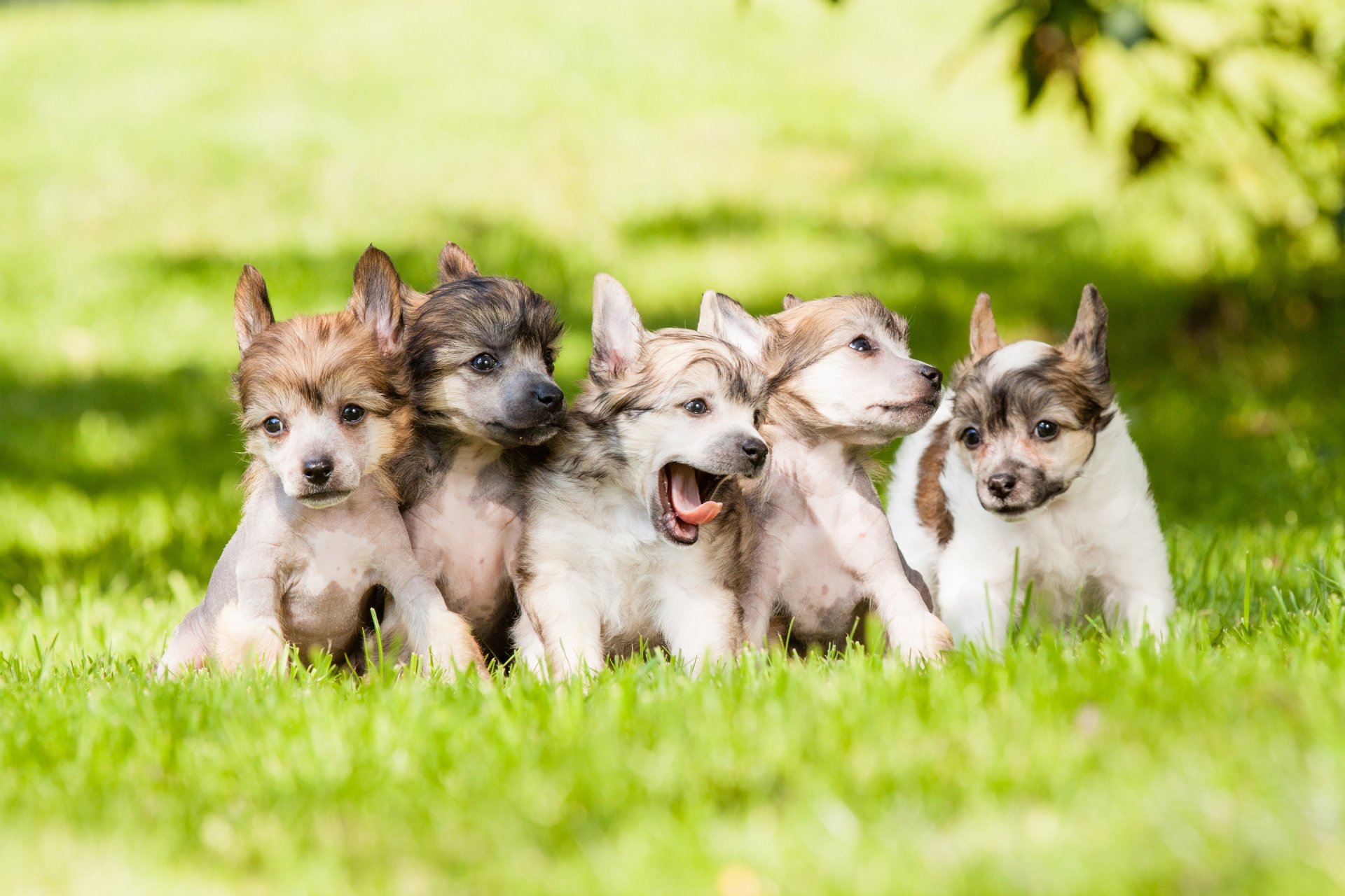 cani cuccioli bambini erba prato