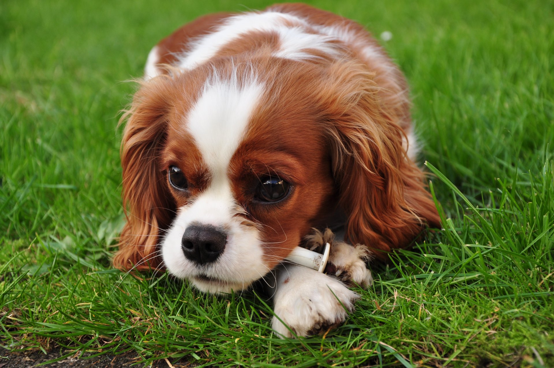 psy pies szczeniak oczy trawa spojrzenie zwierzęta king charles spaniel