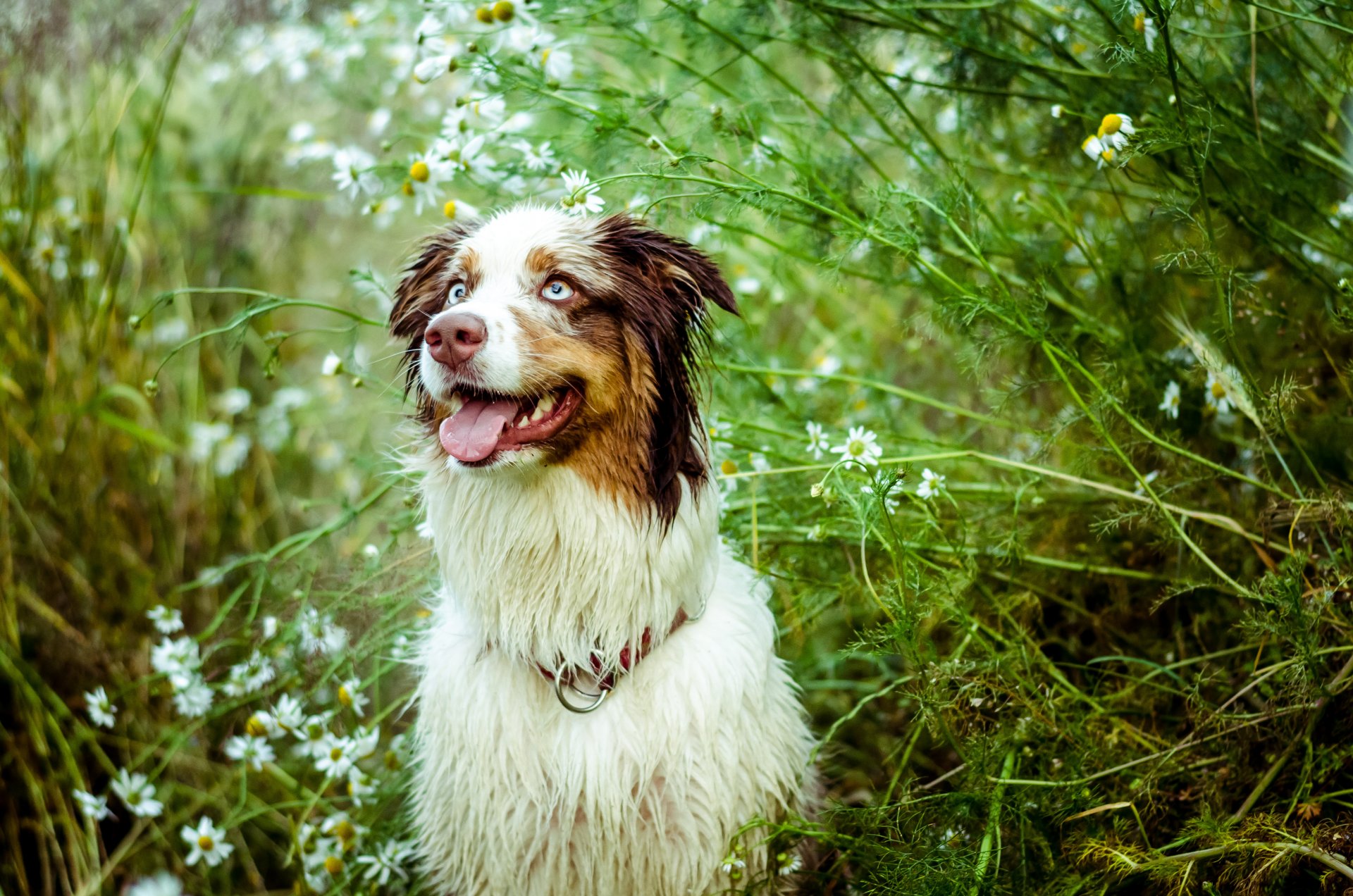 dog australian shepherd view english bush chamomile nature