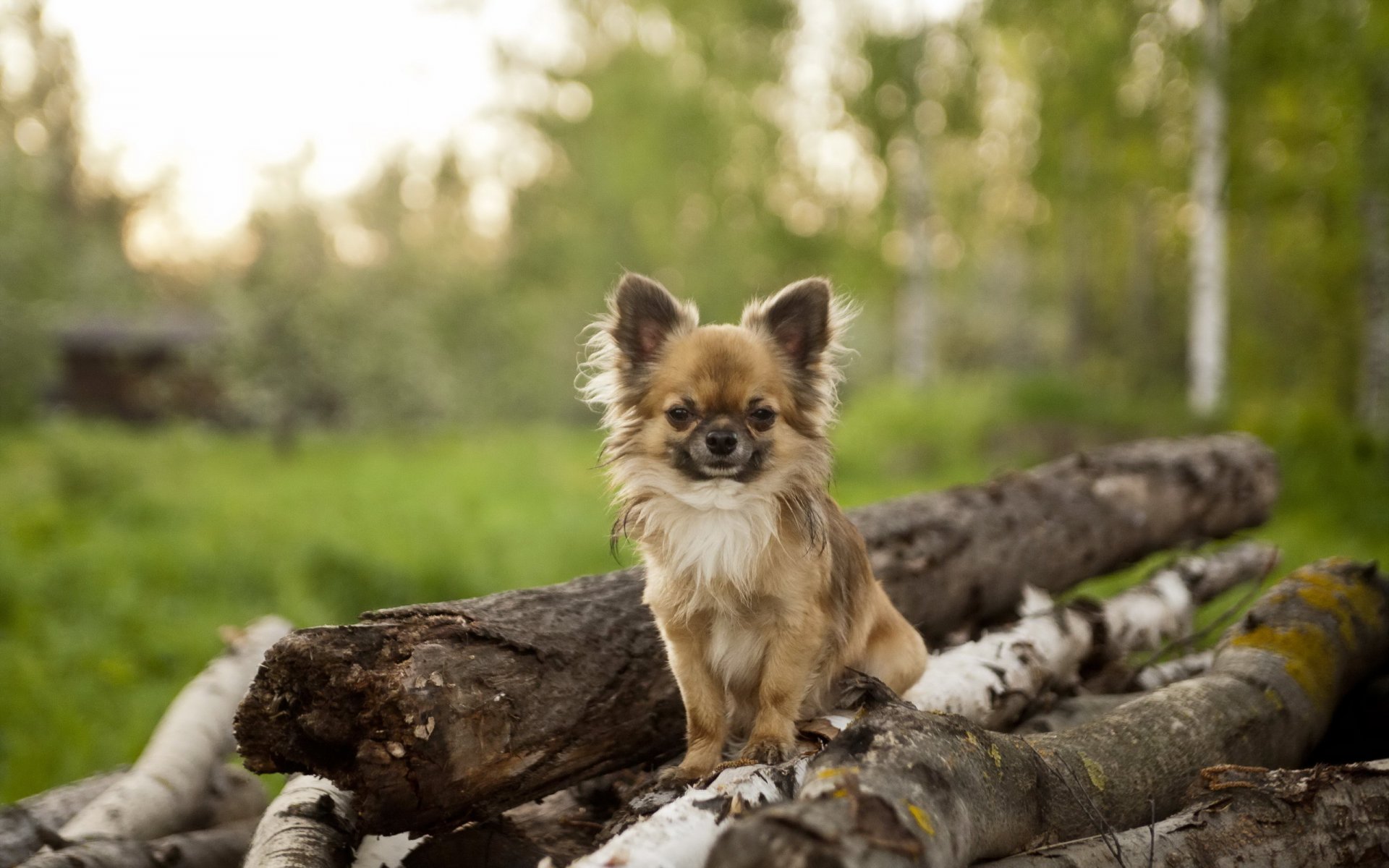 chien regard ami