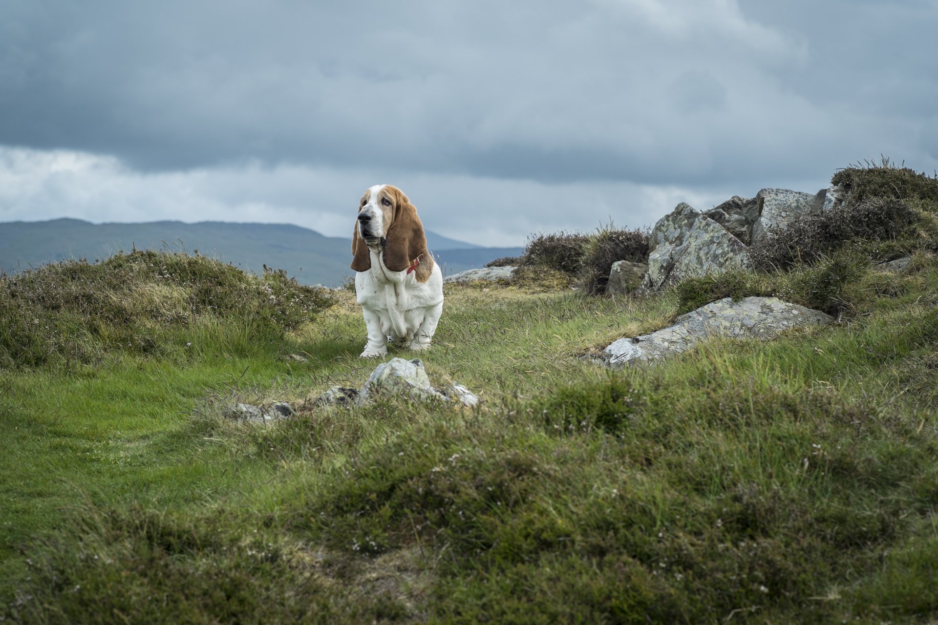 mount snowdon stones grass dog dachshund snowdonia national park wales sky cloud