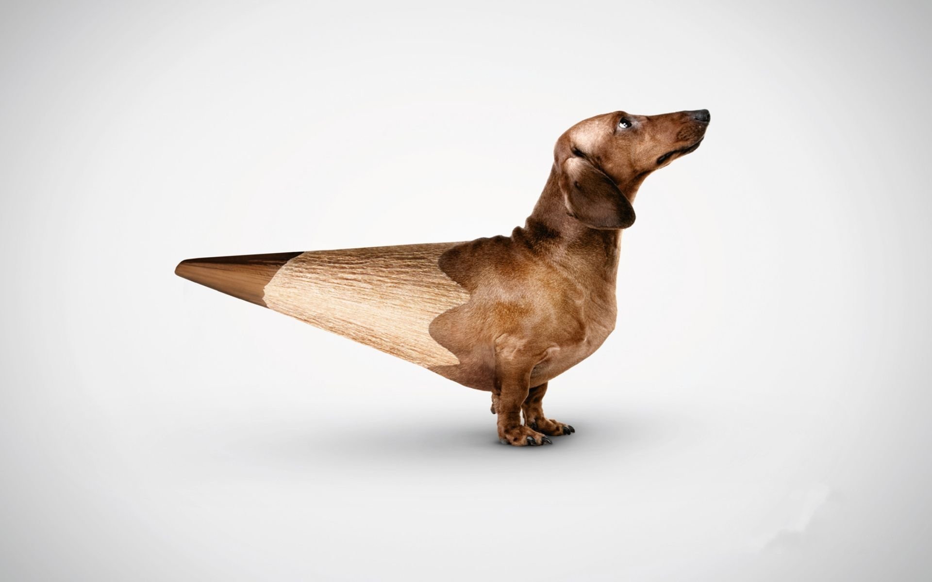 perro risovak dachshund