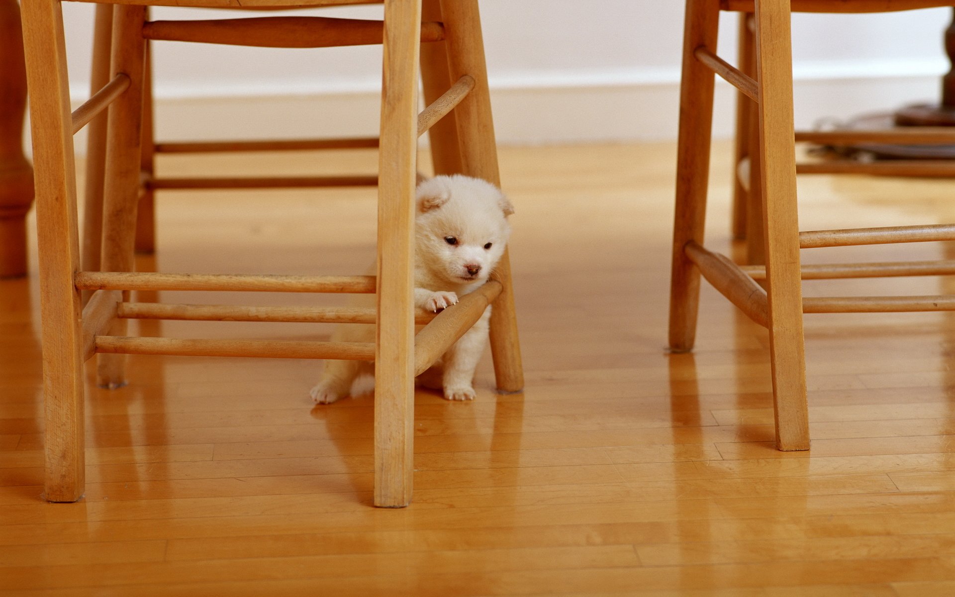 situations animaux chien chien chaises chaise bois en bois moelleux blanc