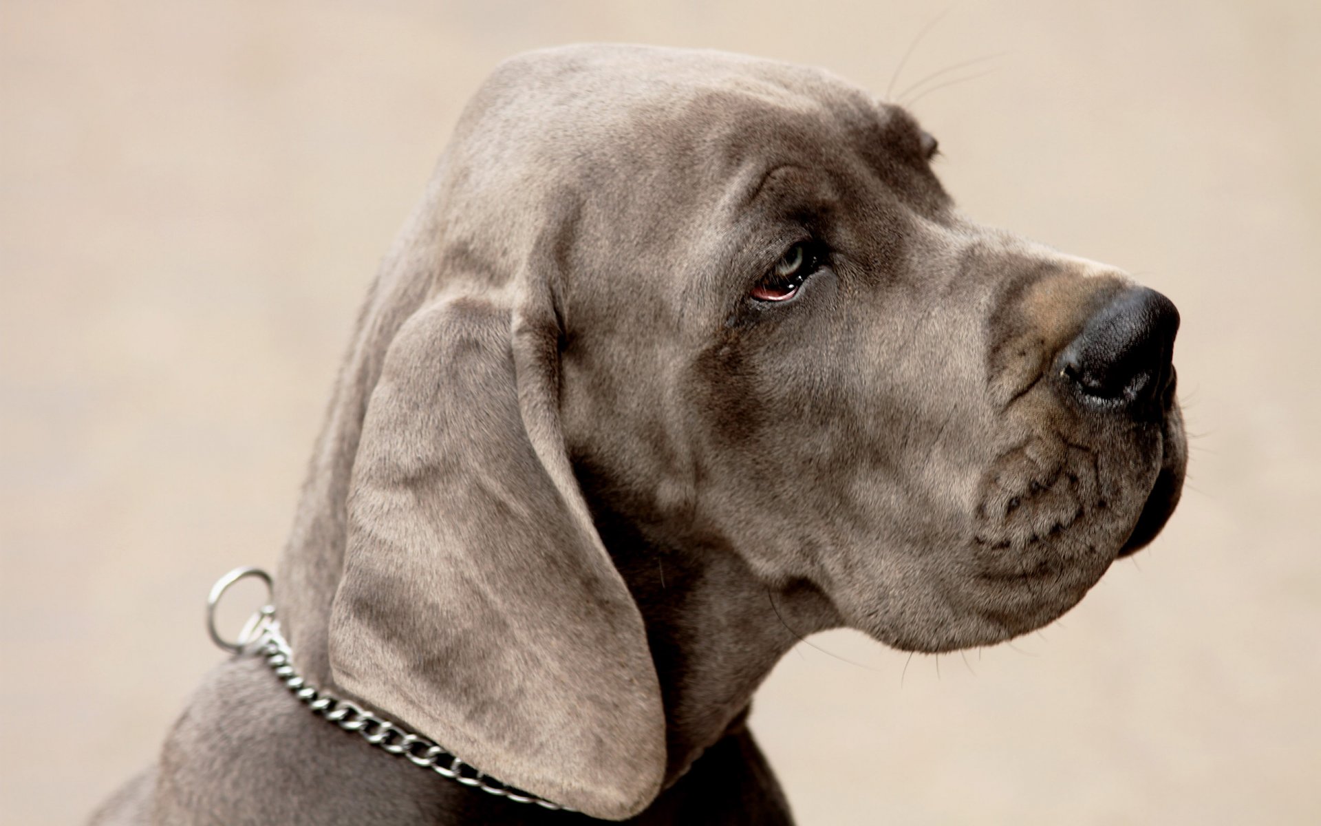 cane muso sguardo