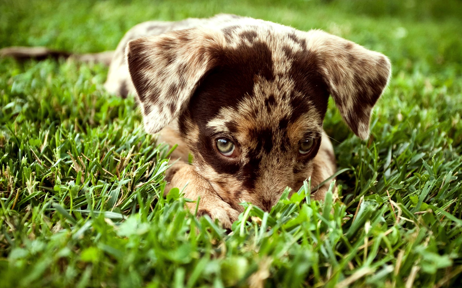 hund welpe blick gras