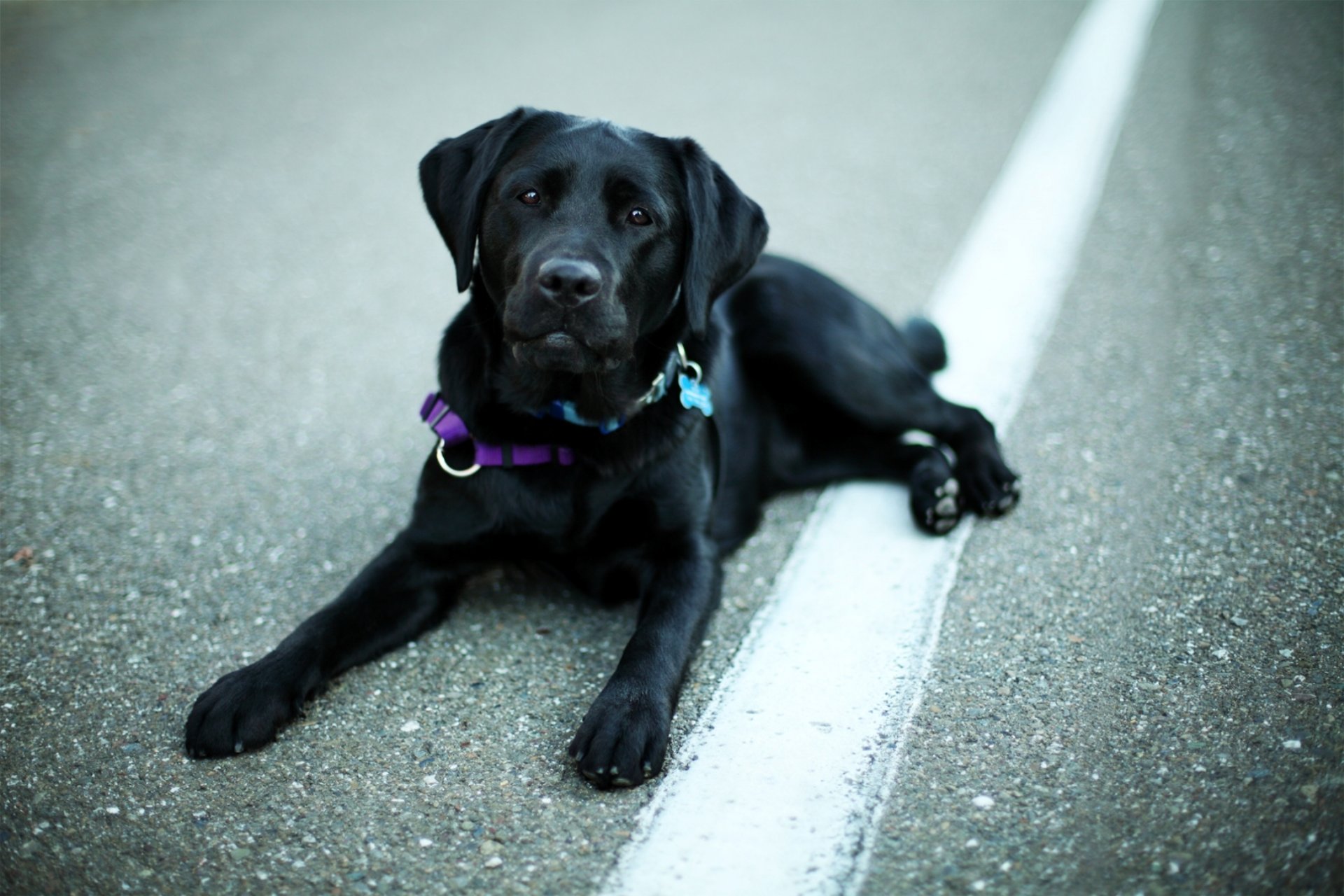 chien chien noir labrador retriever museau yeux nez