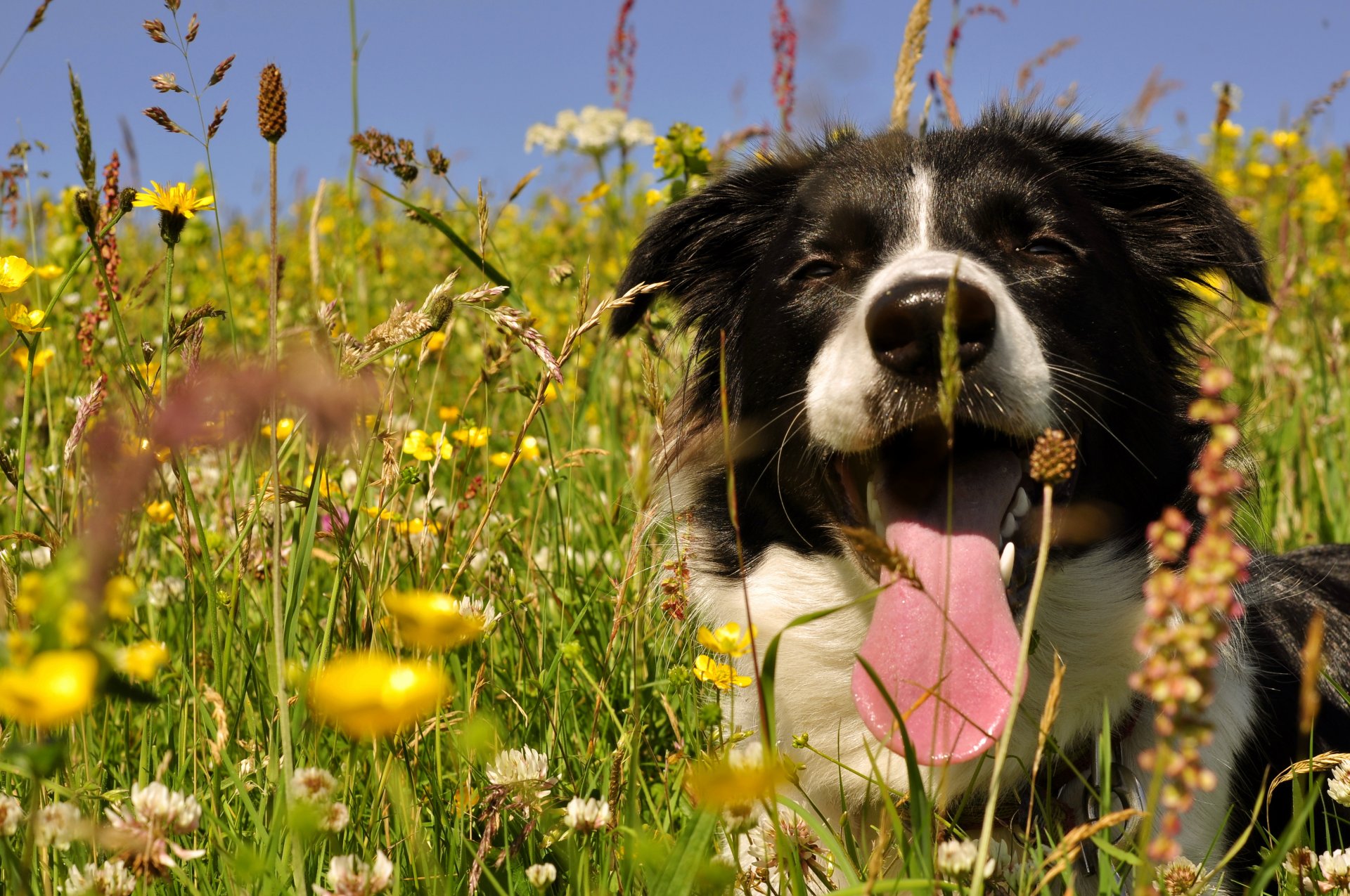 chien langue heureux plissé champ été