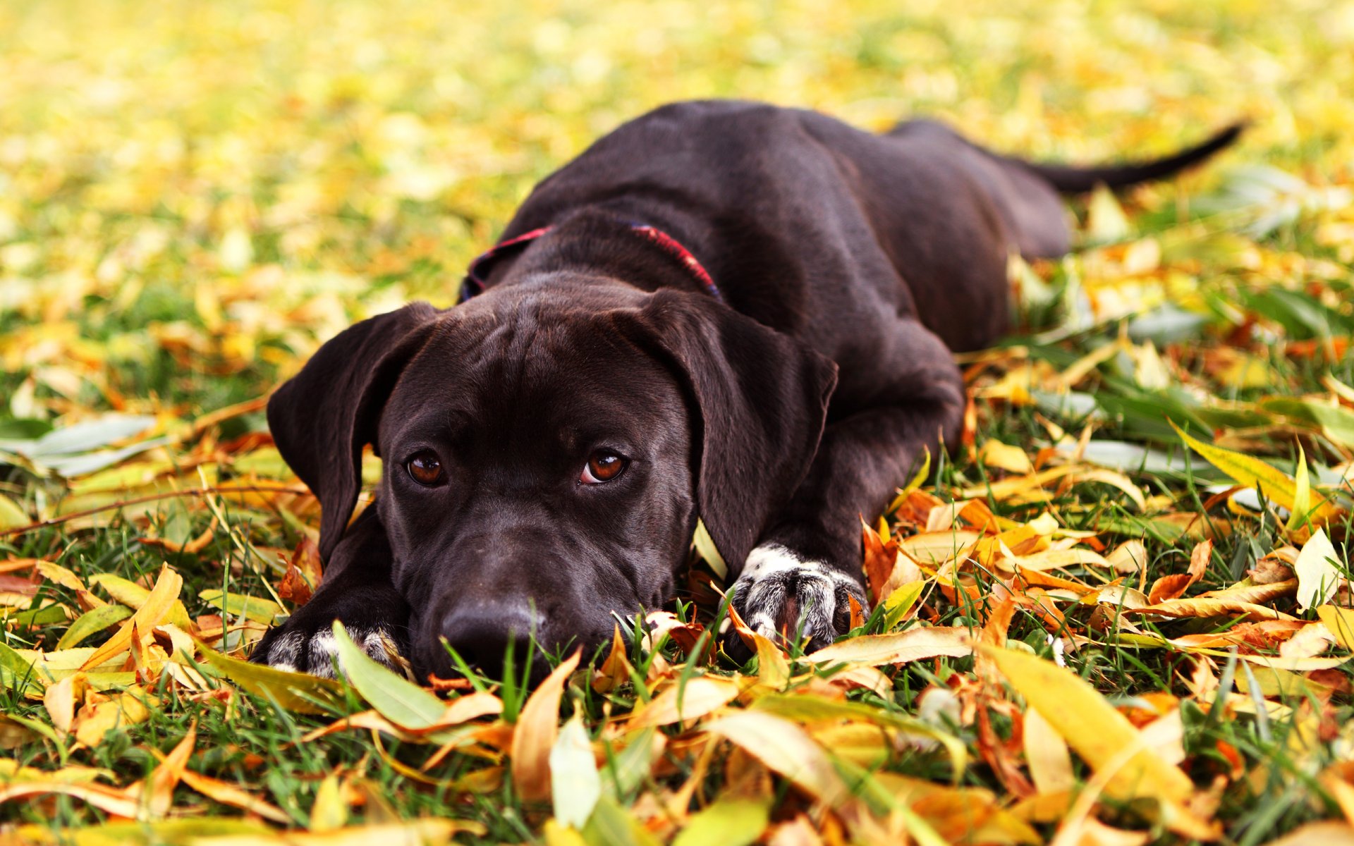 perro mirada hojas hierba otoño maya