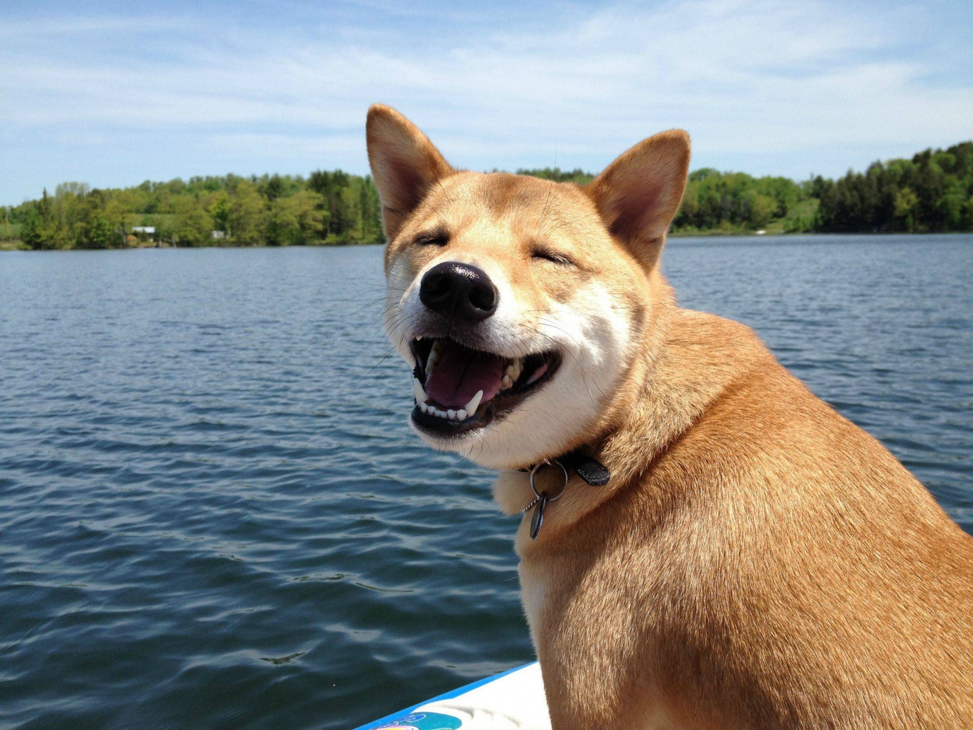 chien sourire gaieté humeur