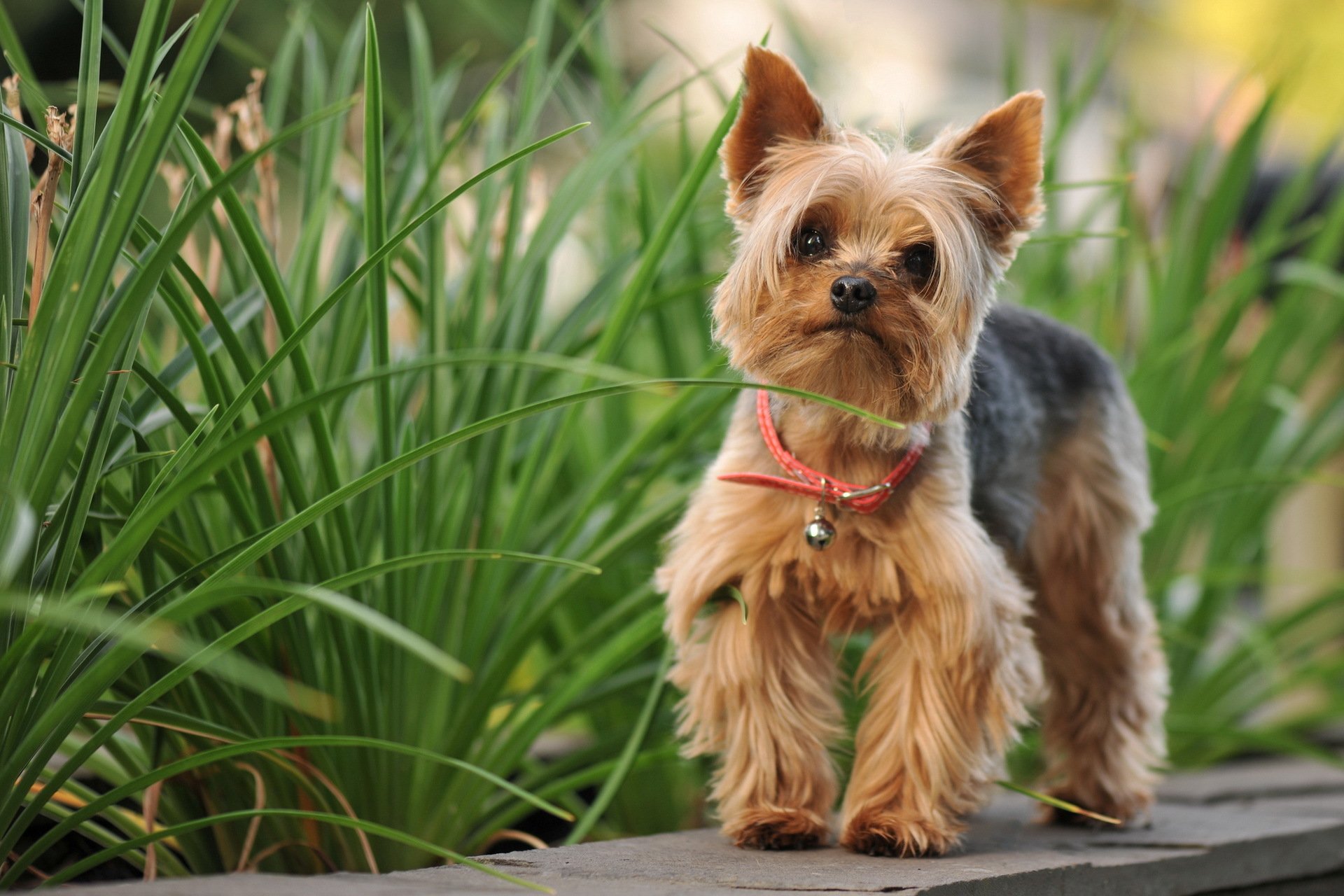 yorkshire terrier perro naturaleza