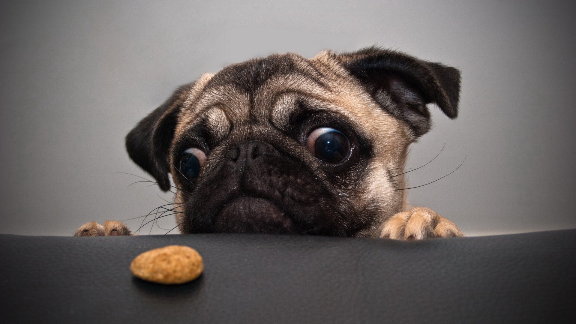 dog pug cookie