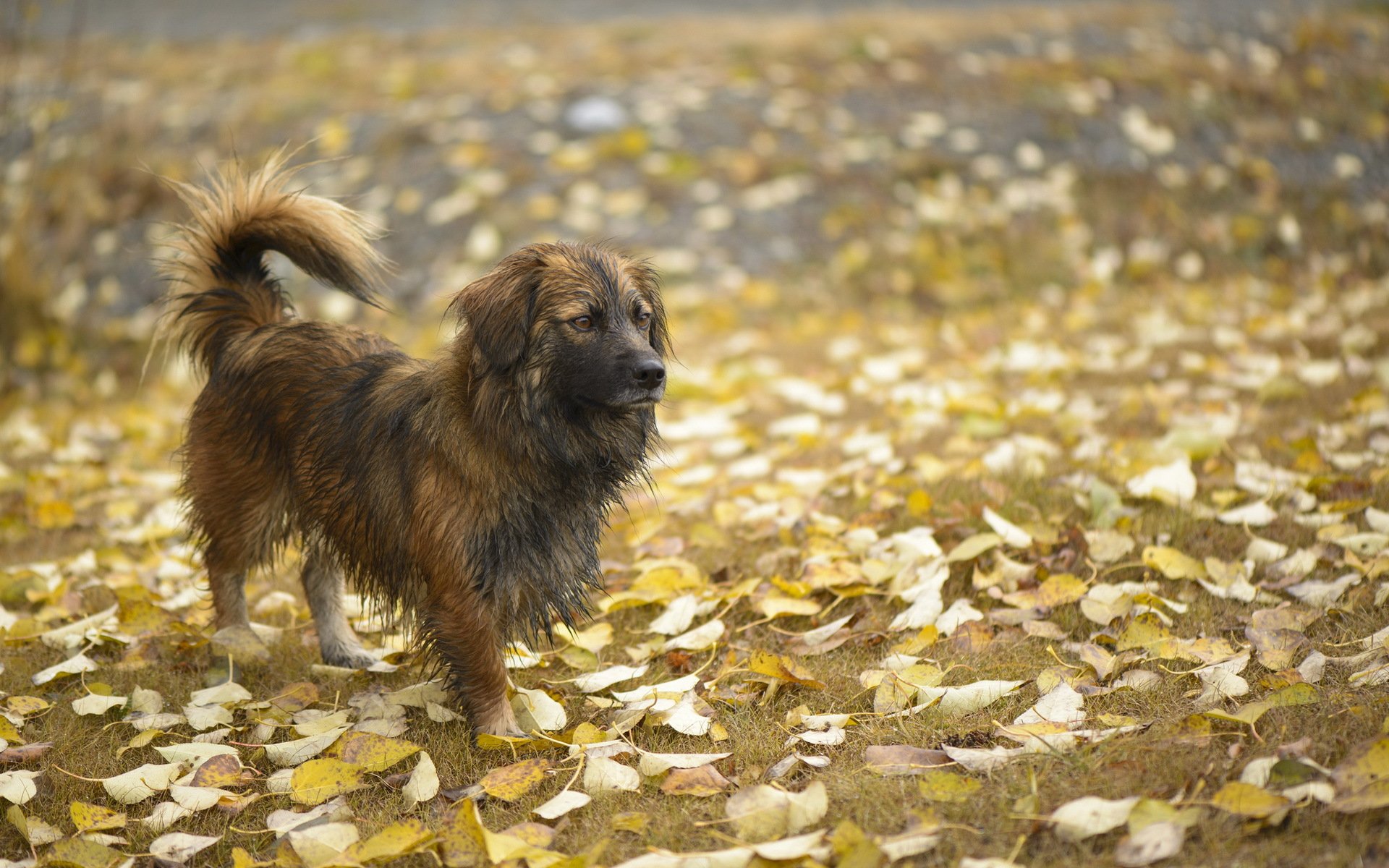 chien ami automne