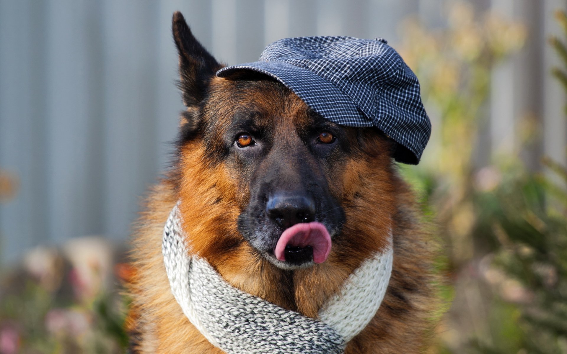 german shepherd cap scarf english muzzle