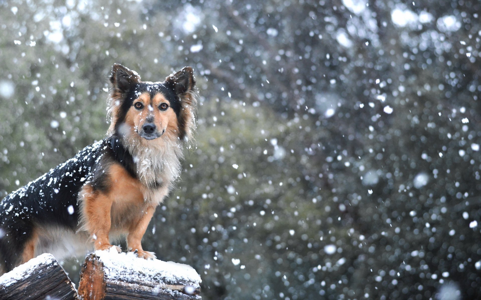 chien vue ami neige