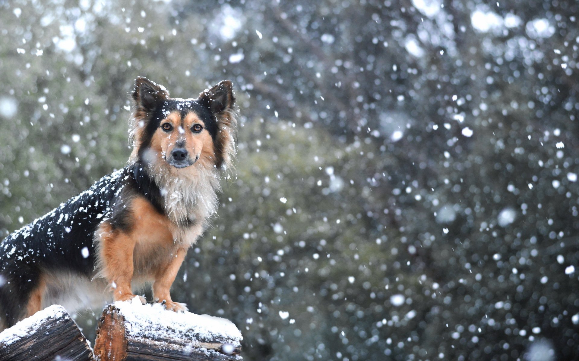 hund blick freund schnee