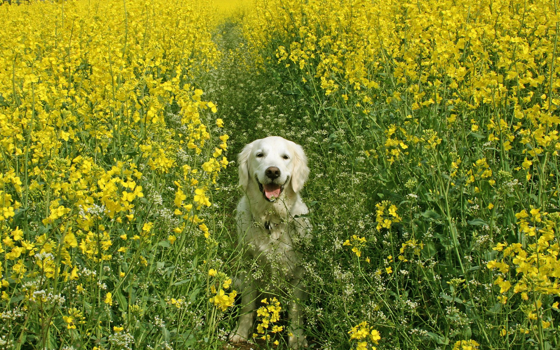 cane campo estate colza