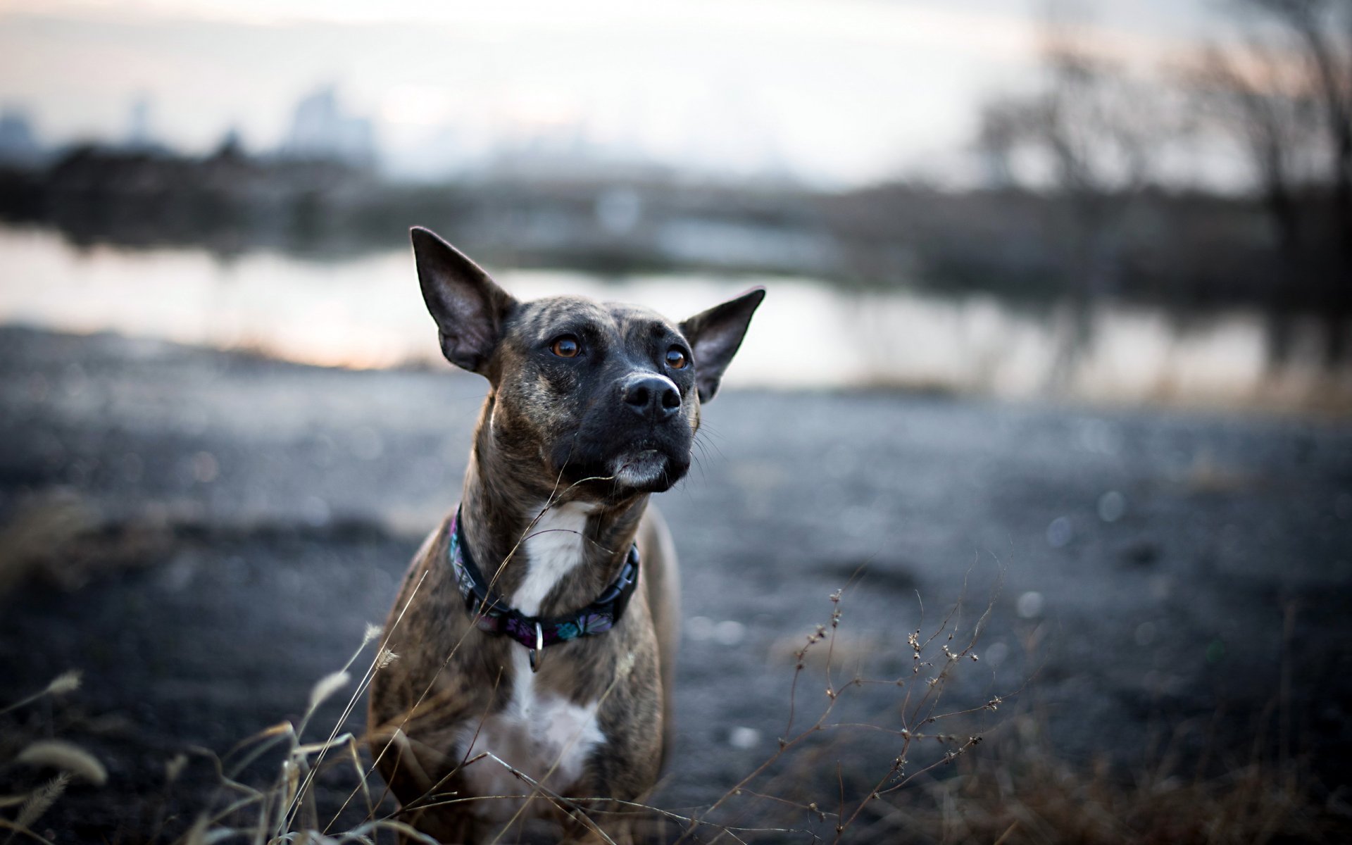 perro mirada amigo