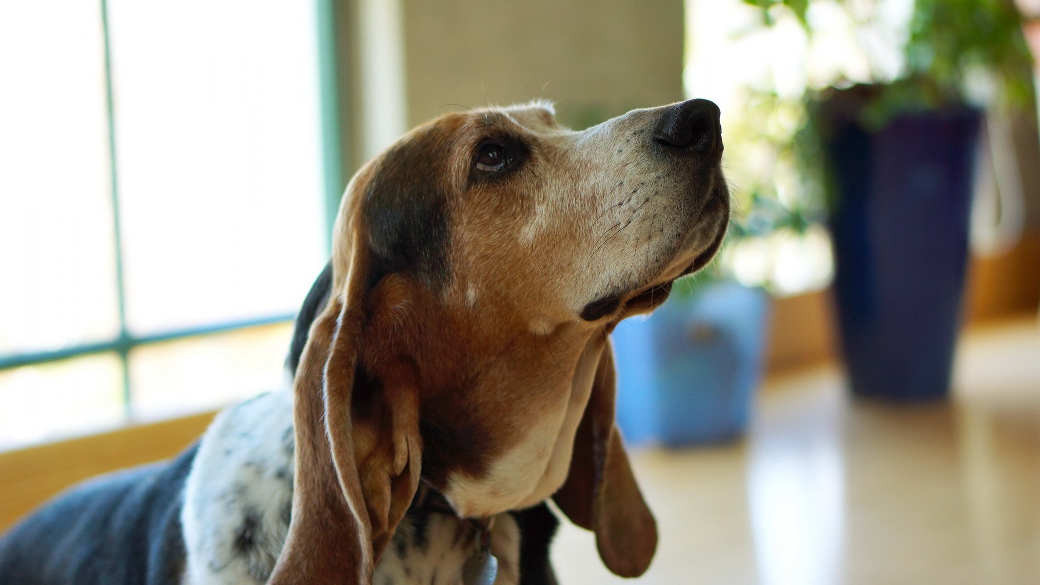 hund blick freund basset