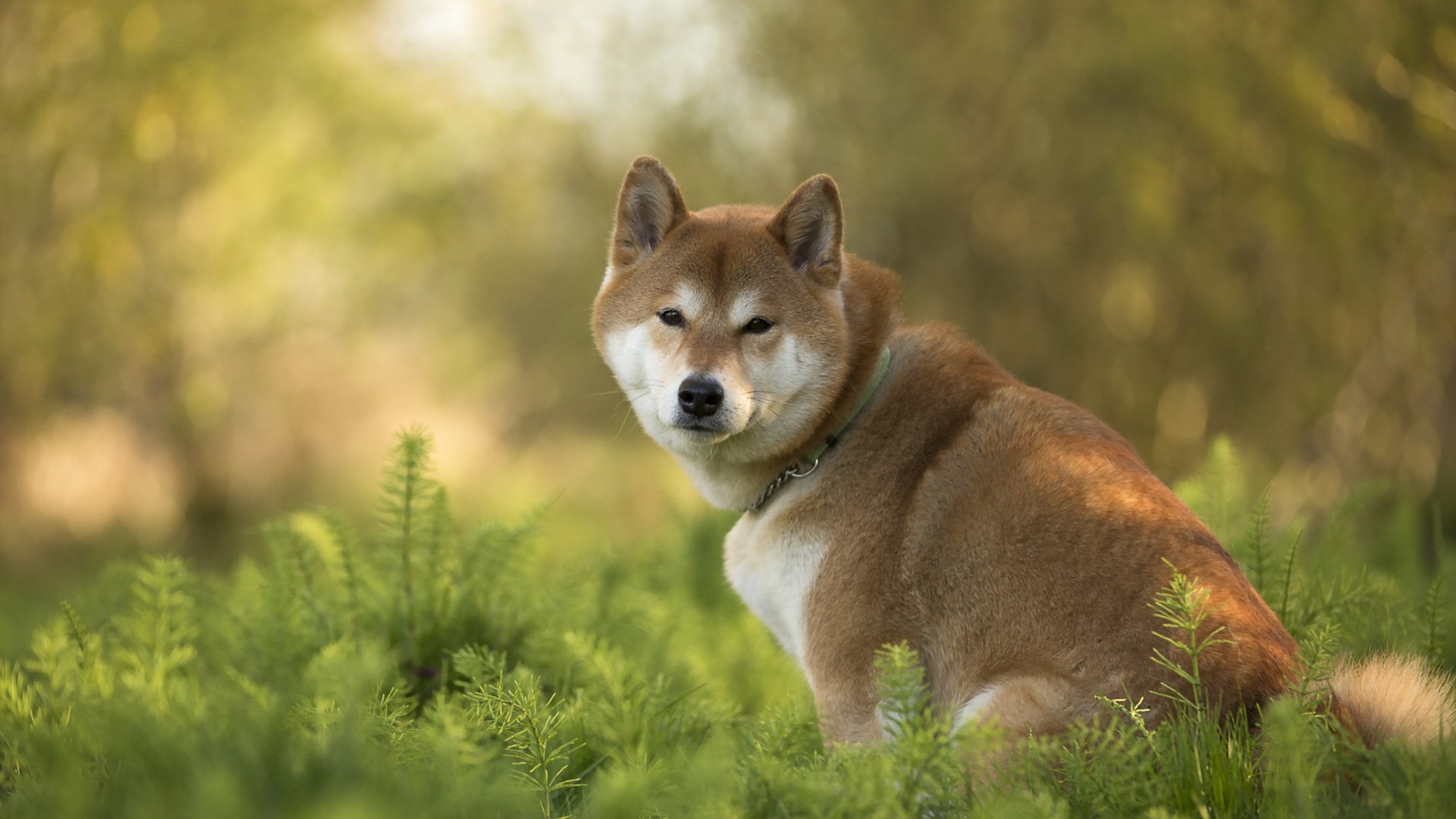 perro mirada amigo