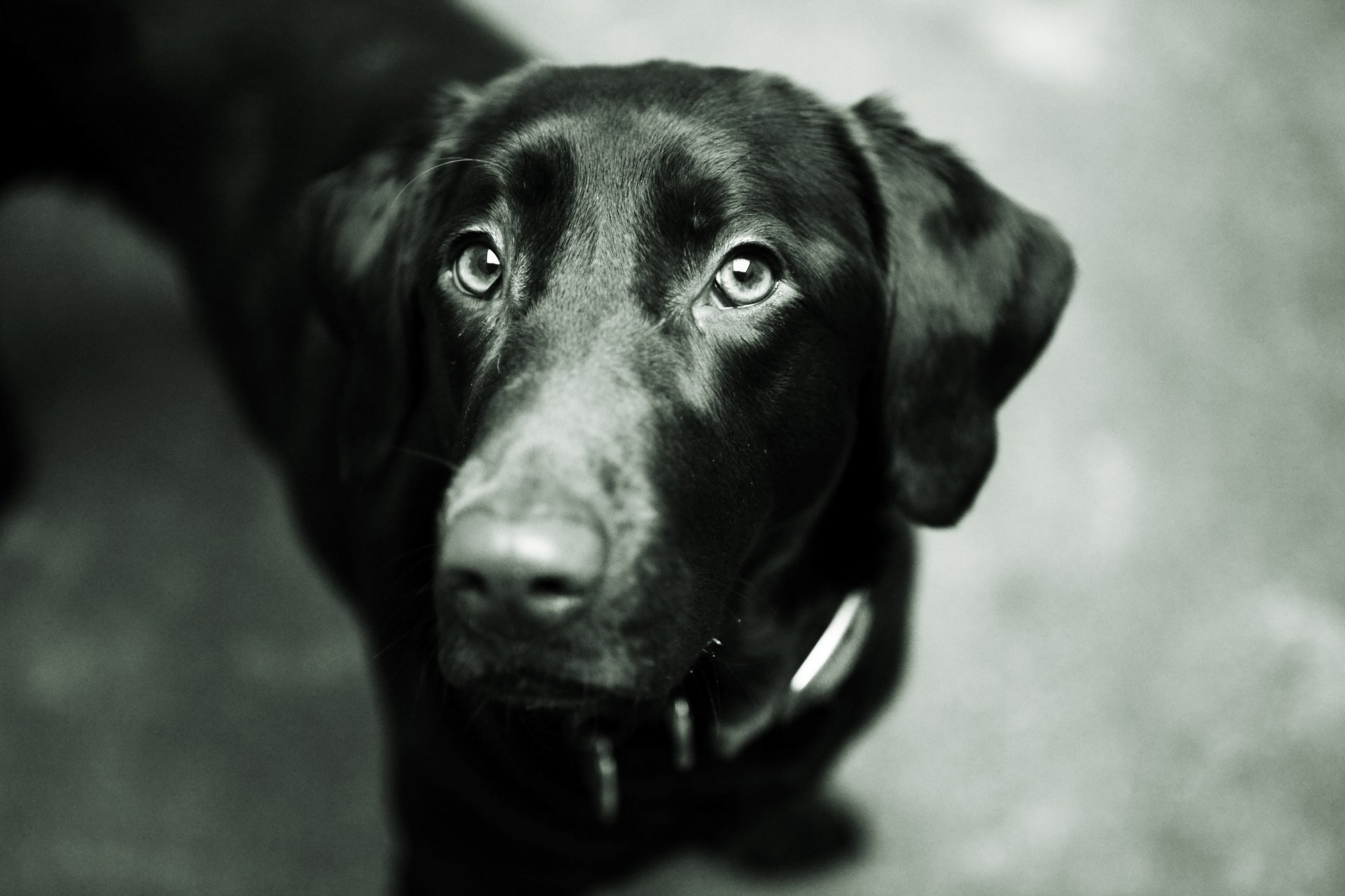 cane cane nero labrador retriever muso occhi naso