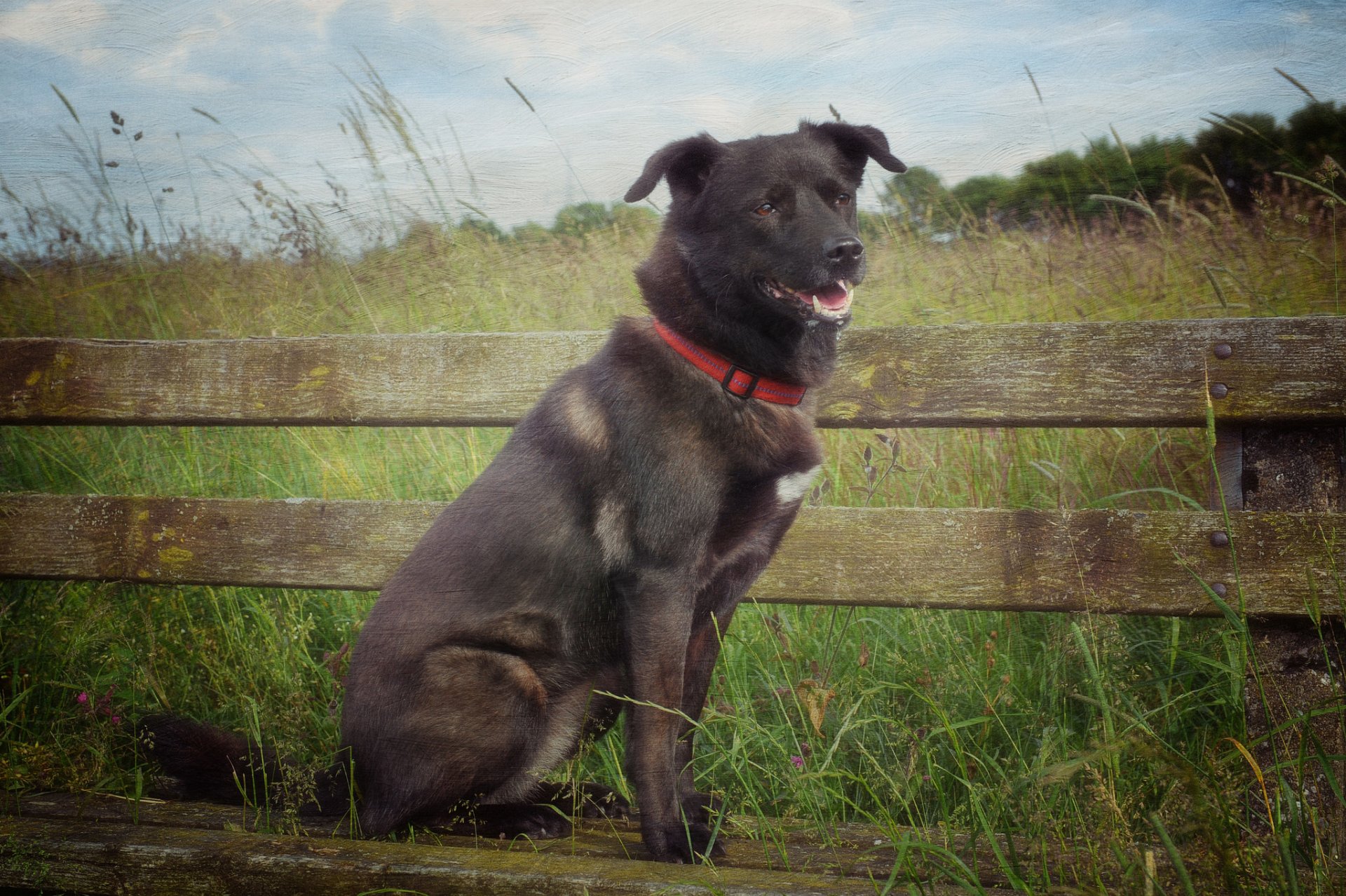 champ herbe banc chien été texture