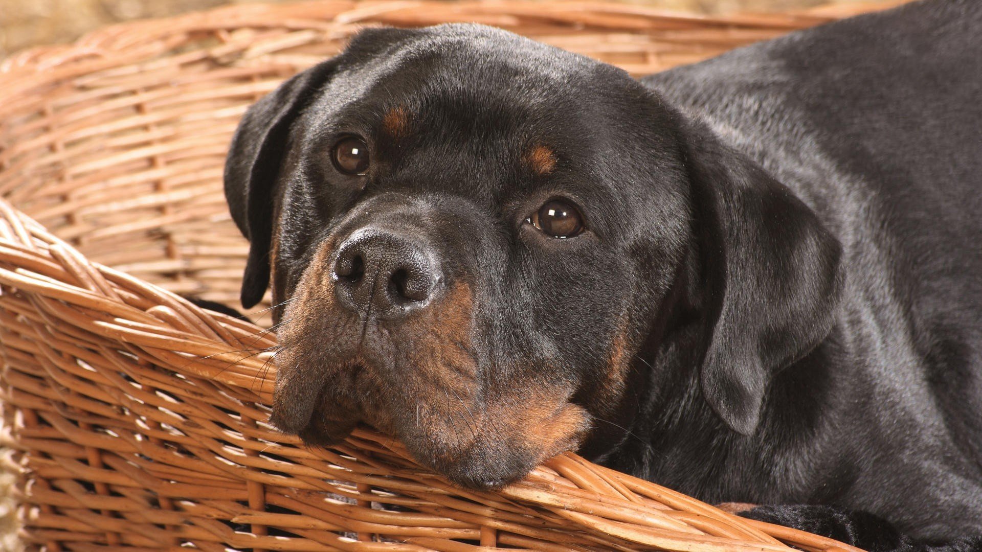 dog dog rottweiler