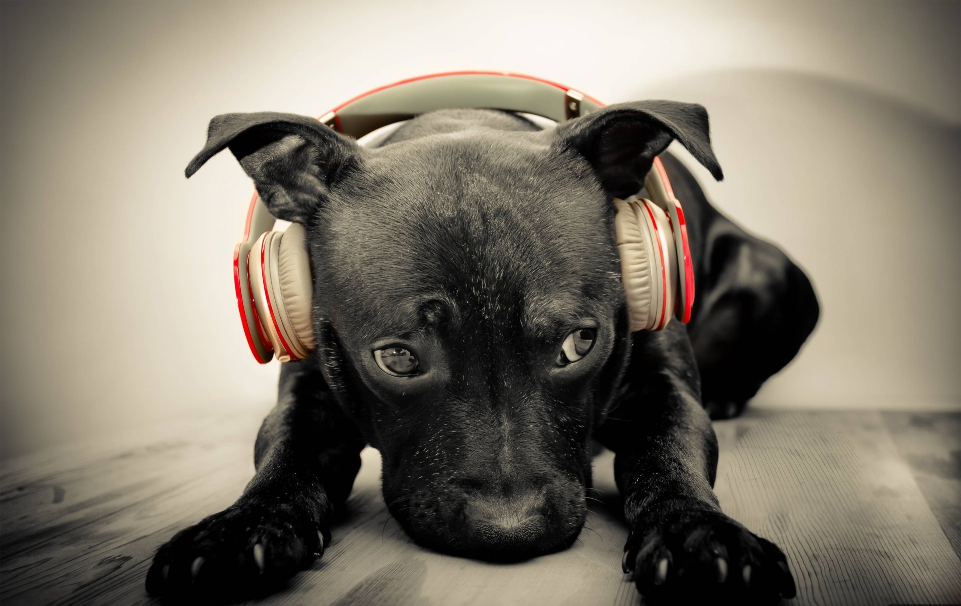 dog muzzle headphones music wallpaper