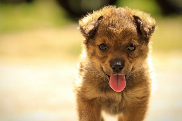 Pequeño cachorro en un paseo. Perro camina en verano