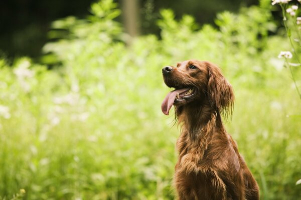 Chien souriant sur fond d herbe