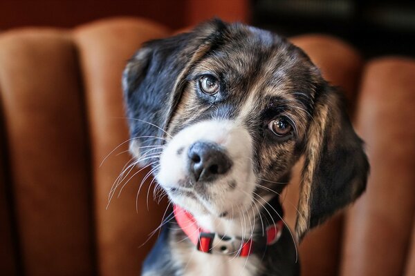 Le regard amical d un petit chien