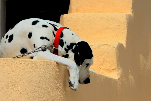 The Dalmatian is lying on the yellow steps