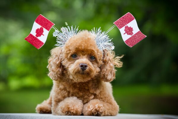 Cane giocattolo con bandiere Canada