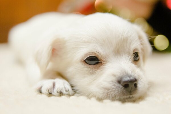 Background with a white puppy on the carpet