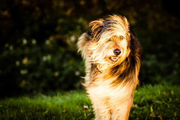 The dog is standing in the wind