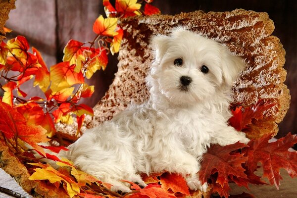 A little puppy is lying on autumn leaves