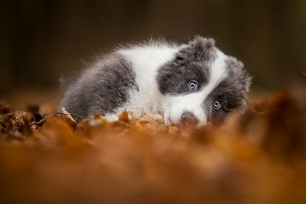 Petit chiot recroquevillé glomérulaire sur les feuilles d automne