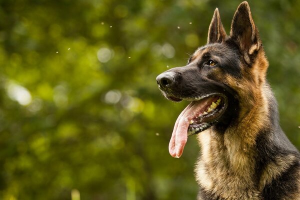 Hundefreund Schäferhund